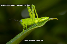 Çekirgenin Zararları Nelerdir?