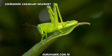 Çekirgenin Zararları Nelerdir?