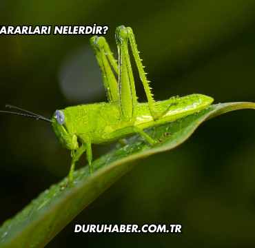 Çekirgenin Zararları Nelerdir?
