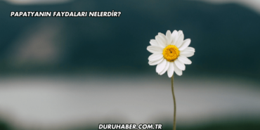 Papatyanın Faydaları Nelerdir?
