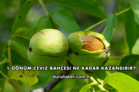 1 Dönüm Ceviz Bahçesi Ne Kadar Kazandırır?