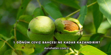1 Dönüm Ceviz Bahçesi Ne Kadar Kazandırır?