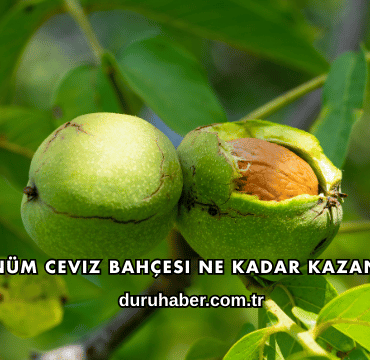 1 Dönüm Ceviz Bahçesi Ne Kadar Kazandırır?