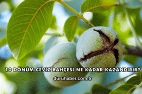 10 Dönüm Ceviz Bahçesi Ne Kadar Kazandırır?