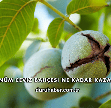 10 Dönüm Ceviz Bahçesi Ne Kadar Kazandırır?
