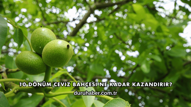 10 Dönüm Ceviz Bahçesi Ne Kadar Kazandırır?
