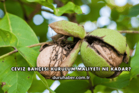 Ceviz Bahçesi Kurulum Maliyeti Ne Kadar?