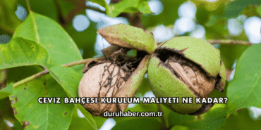 Ceviz Bahçesi Kurulum Maliyeti Ne Kadar?