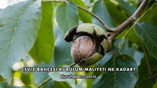 Ceviz Bahçesi Kurulum Maliyeti Ne Kadar?