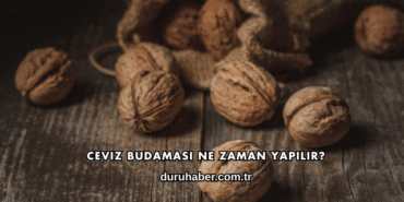 Ceviz Budaması Nasıl Yapılır?