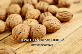 Ceviz Fidanı Nasıl Dikilir?
