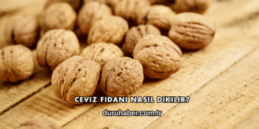 Ceviz Fidanı Nasıl Dikilir?