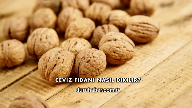 Ceviz Fidanı Nasıl Dikilir?