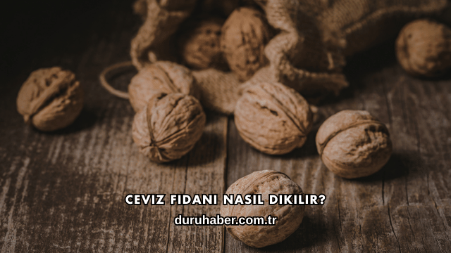 Ceviz Fidanı Nasıl Dikilir?