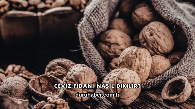 Ceviz Fidanı Nasıl Dikilir?