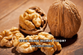 Ceviz Hangi İklimde Yetişir?