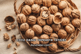 Ceviz Hangi Toprakta Yetişir?