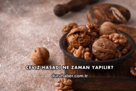 Ceviz Hasadı Ne Zaman Yapılır?