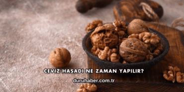 Ceviz Hasadı Ne Zaman Yapılır?