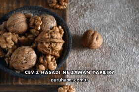 Ceviz Hasadı Ne Zaman Yapılır?