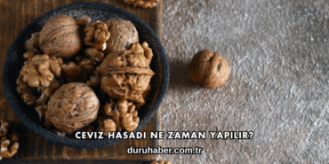 Ceviz Hasadı Ne Zaman Yapılır?