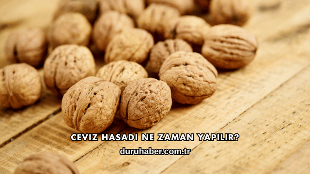 Ceviz Hasadı Ne Zaman Yapılır?