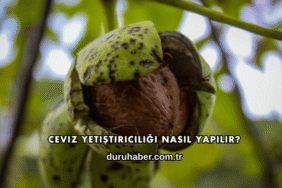 Ceviz Yetiştiriciliği Nasıl Yapılır?